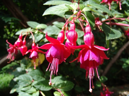 6_fuchsia magellanica